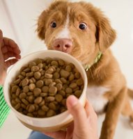 New dog must-haves