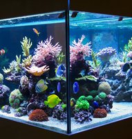 Aquariums