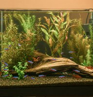 Rimless Tanks