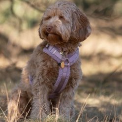 Furlou Sherpa Dog Harness, Lilac, Large: 24 to 37-in chest slide 2 of 4
