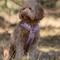 Show in main carousel: Furlou Sherpa Dog Harness, Lilac, Large: 24 to 37-in chest slide 4 of 4