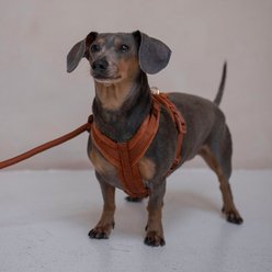 Furlou Velvet Dog Harness, Clay, Medium: 18.5 to 27.5-in chest slide 2 of 4