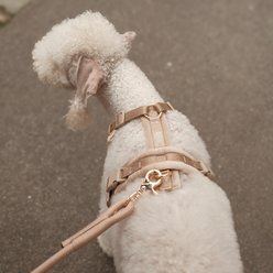 Furlou Velvet Dog Harness, Sand, X-Small: 12.5 to 15.5-in chest slide 2 of 4