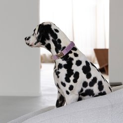 Furlou Velvet Dog Collar, Blue, Large: 15 to 24-in neck, 1-in wide slide 2 of 4