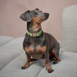 Furlou Velvet Dog Collar, Lilac, Small: 9 to 14-in neck, 5/8-in wide slide 2 of 4