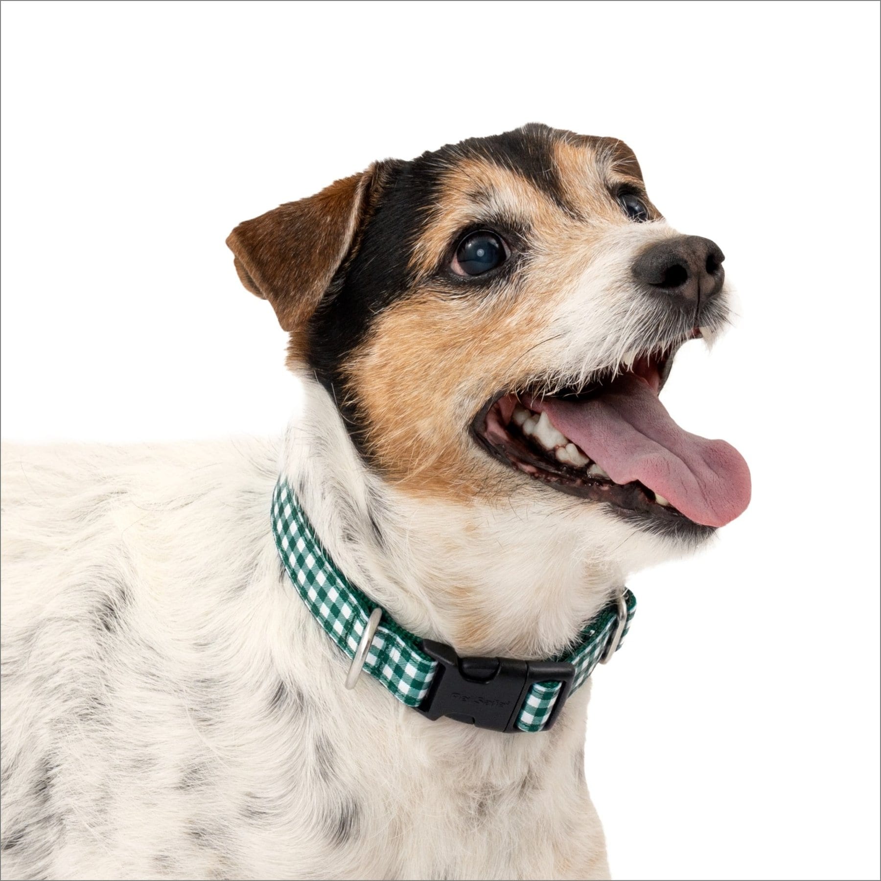 PetSafe Comfort Dog Collar, Green Gingham, Small: 10 to 14-in neck, 3/4-in wide