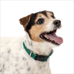 PetSafe Comfort Dog Collar, Green, Small: 10 to 14-in neck, 3/4-in wide