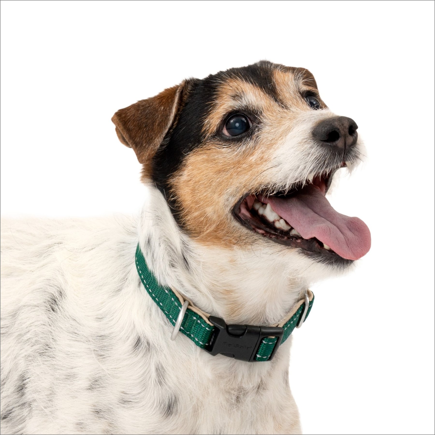 PetSafe Comfort Dog Collar, Green, Small: 10 to 14-in neck, 3/4-in wide