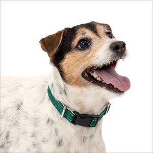 PetSafe Comfort Dog Collar, Green, Small: 10 to 14-in neck, 3/4-in wide