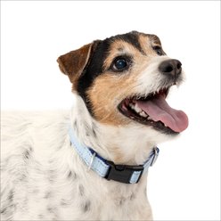 PetSafe Comfort Dog Collar, Blue, Small: 10 to 14-in neck, 3/4-in wide slide 1 of 8