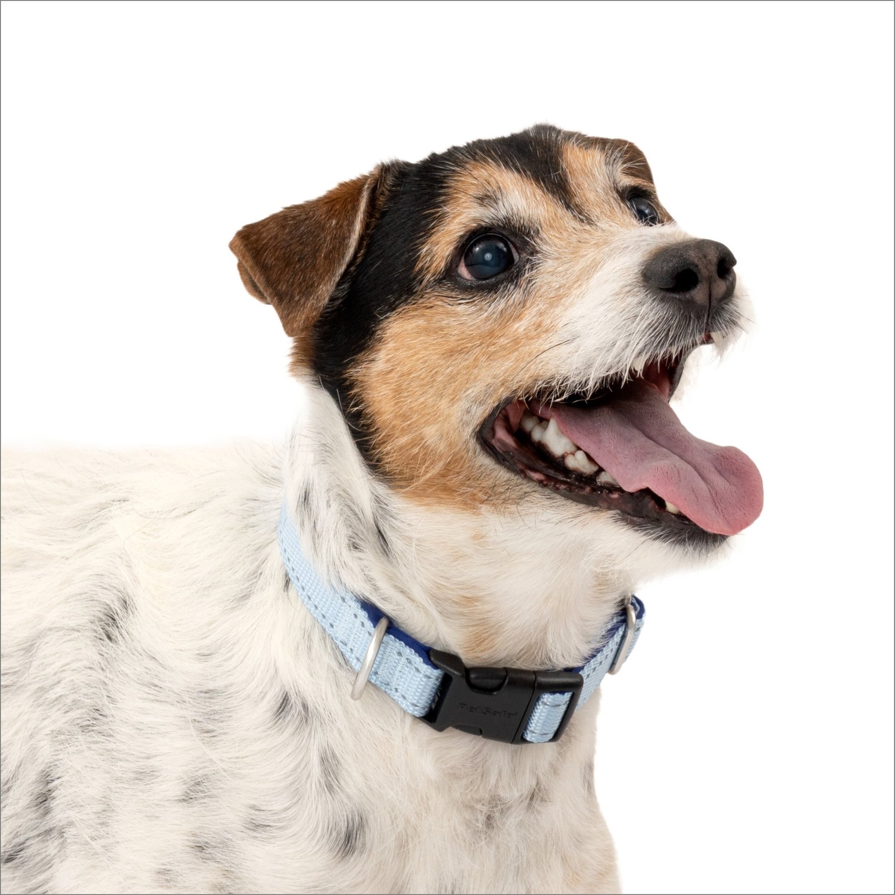 PetSafe Comfort Dog Collar, Blue, Small: 10 to 14-in neck, 3/4-in wide