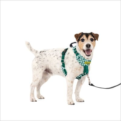 PetSafe PetSafe Easy Walk Comfort Reflective No Pull Dog Harness, Green Gingham, Small: 19 to 24-in chest