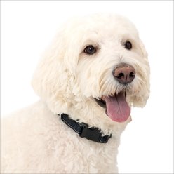 PetSafe Comfort Dog Collar, Black, Large: 20 to 24-in neck, 1-in wide