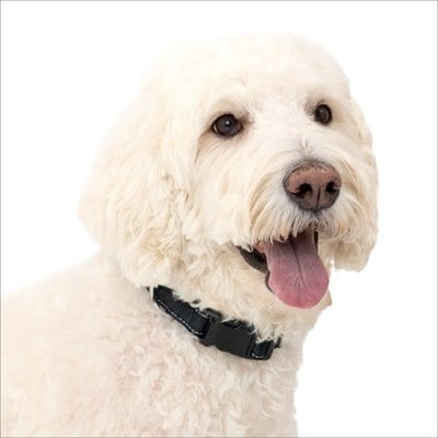 PetSafe PetSafe Comfort Dog Collar, Black, Large: 20 to 24-in neck, 1-in wide