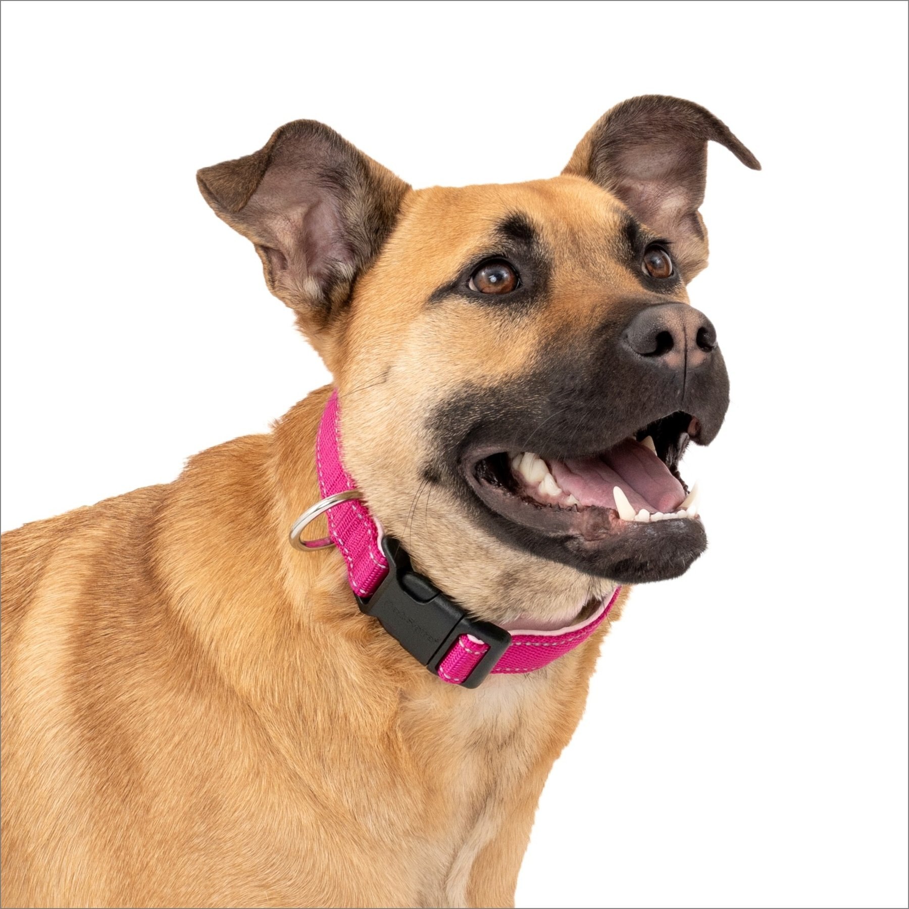 PetSafe Comfort Dog Collar, Pink, Medium: 14 to 20-in neck, 1-in wide
