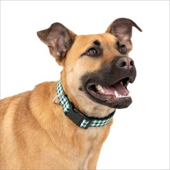 PetSafe Comfort Dog Collar, Green Gingham, Medium: 14 to 20-in neck, 1-in wide