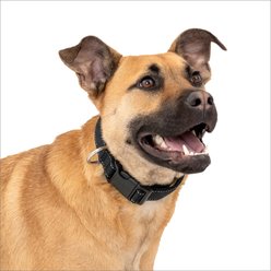 PetSafe Comfort Dog Collar, Black, Medium: 14 to 20-in neck, 1-in wide