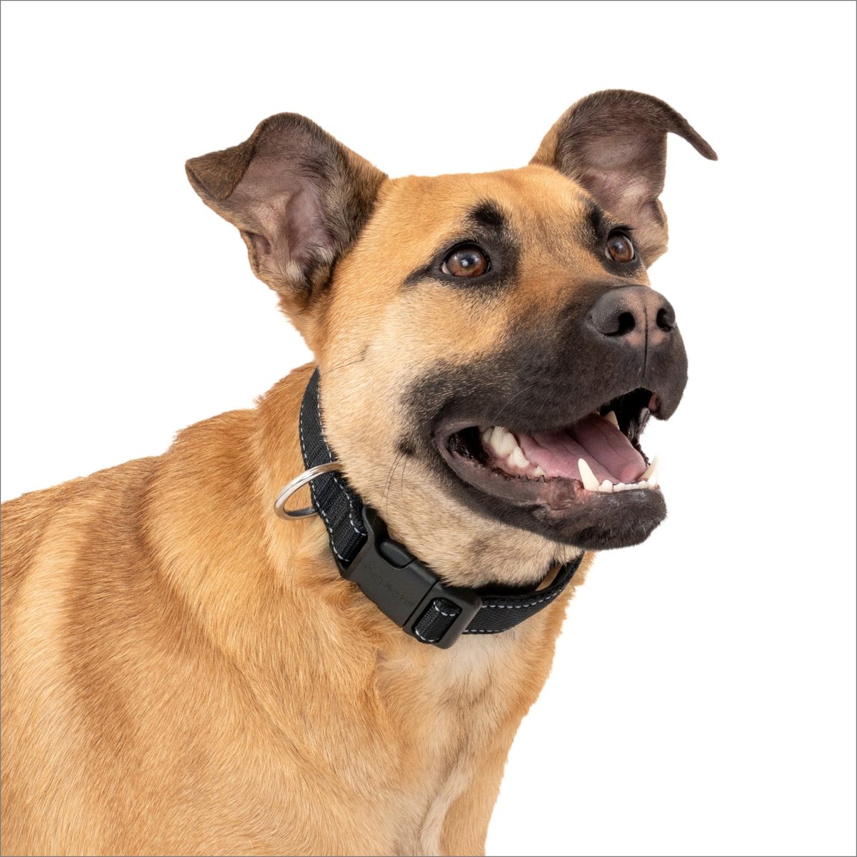 PetSafe Comfort Dog Collar, Black, Medium: 14 to 20-in neck, 1-in wide