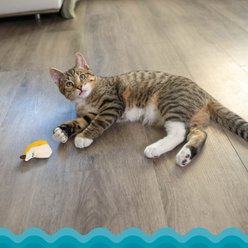 Catstages Interactive Chew Banana Dental Cat Toy with Catnip, Yellow slide 2 of 8