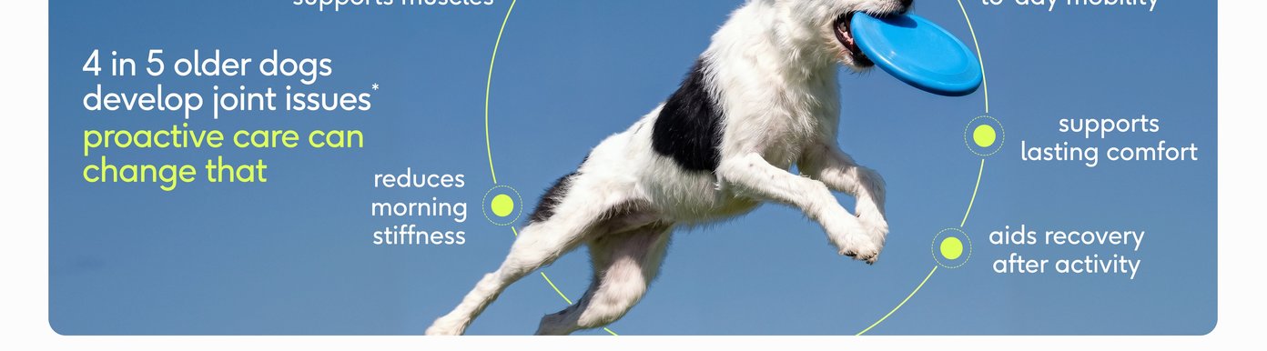 This ingredient-focused section introduces the clinically studied components used in Native Pet Hip + Joint Advanced Care. Featured ingredients include UC-II collagen to support cartilage health and joint function, green-lipped mussel for improved comfort, movement, and recovery, whey protein to support muscles that stabilize joints, and MyHMB to help maintain muscle integrity so joints stay supported rather than overloaded. Beef bone broth is also highlighted for providing a savory flavor that dogs enjoy, while clean-label formulation and the absence of fillers and artificial flavors are emphasized.