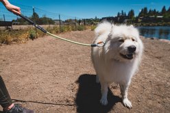 Ruffwear Knot-a-Long Reflective Dog Leash, 2.5-ft long, 7/16-in wide, Moss Green slide 2 of 8
