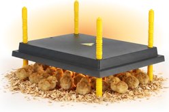 Hatching Time Warmzy Heating Plate Poultry Chick Brooder, 16 x 22-in