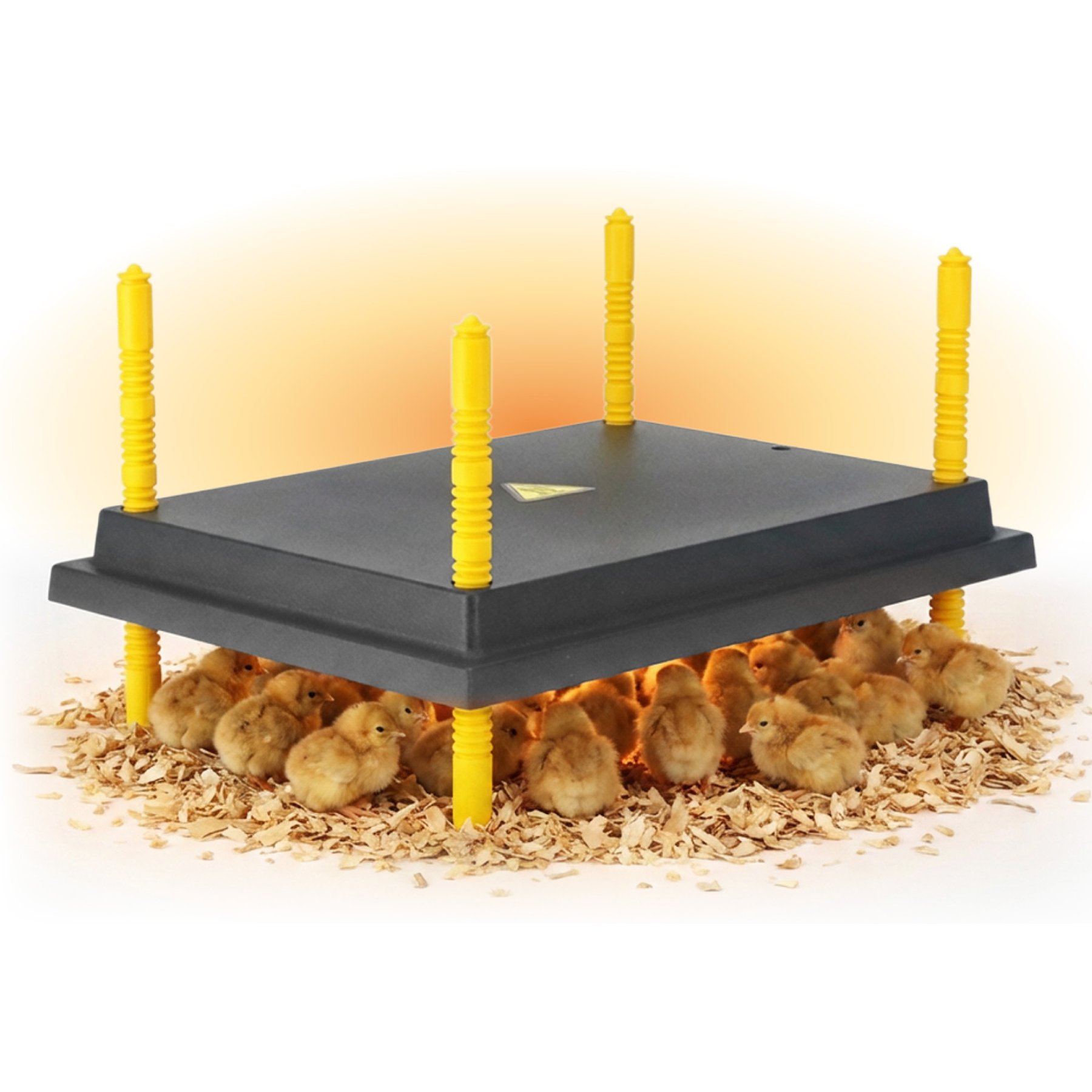 Hatching Time Warmzy Heating Plate Poultry Chick Brooder, 12 x 16-in