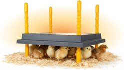 Hatching Time Warmzy Heating Plate Poultry Chick Brooder, 10 x 10-in