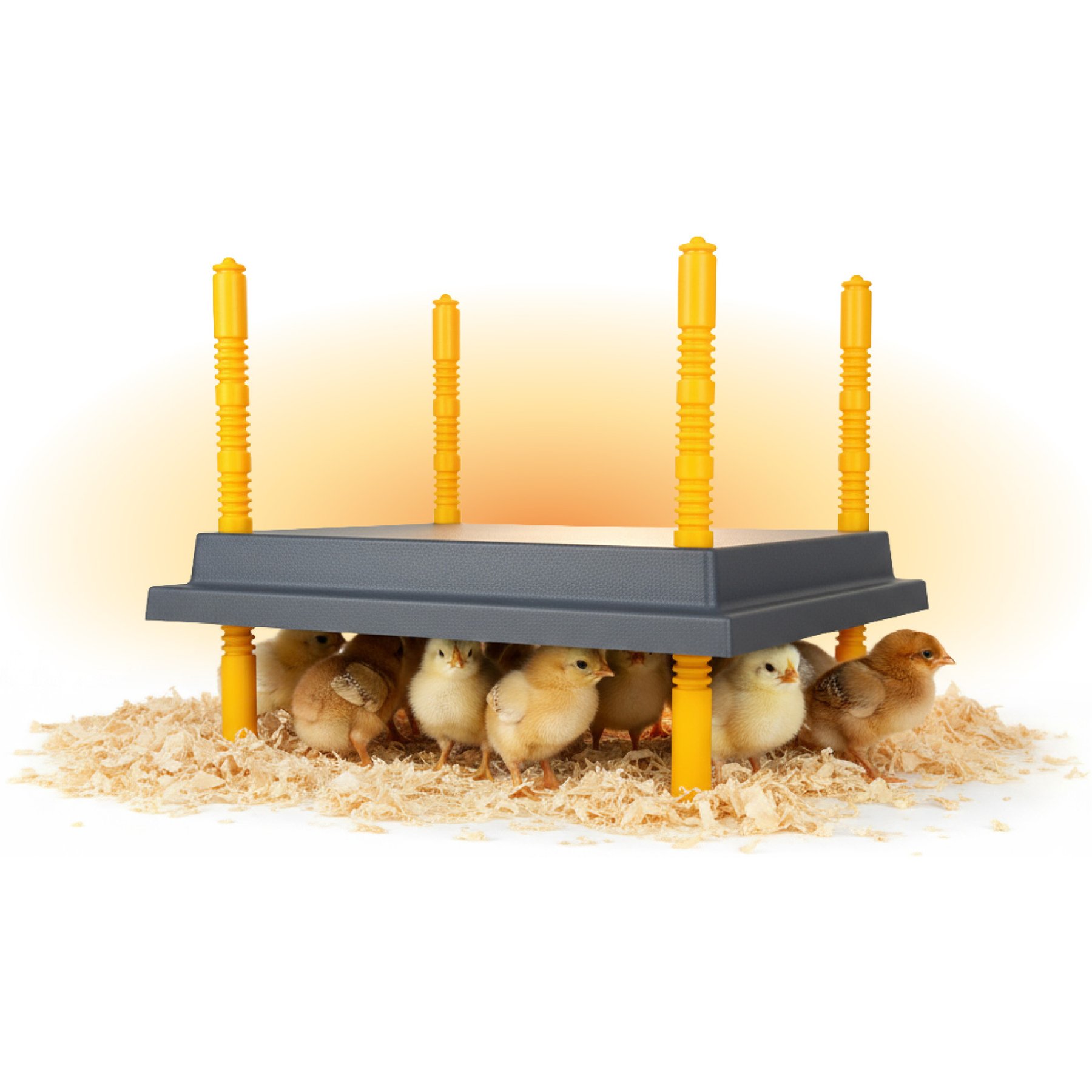 Hatching Time Warmzy Heating Plate Poultry Chick Brooder, 14 x 14-in