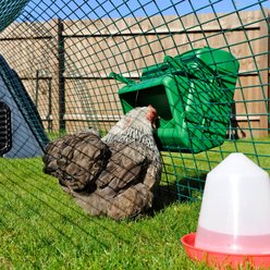 Hatching Time Wise Mountable Cage Chicken Game Feeder, 11-lb