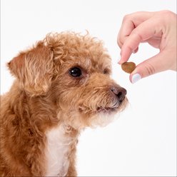 Ark Naturals Breath Bursts Peppermint Bits Small Dental Dog Treats, 4-oz bag slide 2 of 7