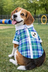 Parisian Pet Plaid Royal Camp Blue Button-Up Dog Shirt, Large slide 2 of 4