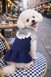 Parisian Pet Quilted Winter Blue Cold Outfit Dog Dress, X-Large slide 2 of 4