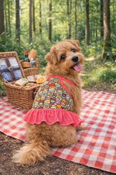 Parisian Pet Artsy Creative Pattern Outfit Dog Dress, Small slide 2 of 4