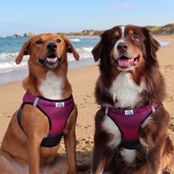 Doggie Design American River Ombre Collection Choke-Free Dog Harness, Sunset Pink, XX-Large/XXX-Large: 27 to 30-in neck slide 2 of 5
