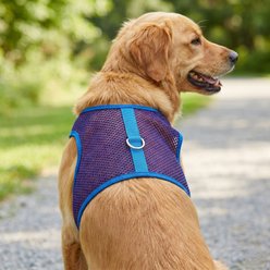 Doggie Design Active Mesh Dog Harness with Leash, Blue & Red, Medium: 15 to 18-in neck slide 2 of 5