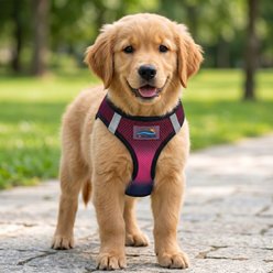 Doggie Design American River Ombre Collection Choke-Free Dog Harness, Sunset Pink, XXX-Large: 30 to 33-in neck slide 2 of 5