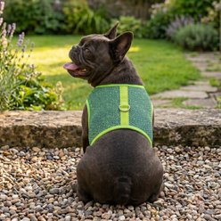 Doggie Design Active Mesh Dog Harness with Leash, Neon Green & Blue, X-Large: 20 to 23-in neck slide 2 of 5