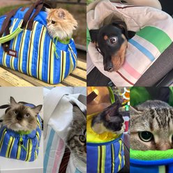 ZEZE Ocean Blue Stripe Traveling Dog & Cat Carrier for Traveling with Large Mesh Window, Side Drawstring, Safety Clip & Padded Base, 18.8-in slide 2 of 9