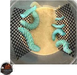ABDragons Live Hornworms Bearded-Dragon Food, Jumbo, 12 Count slide 2 of 4