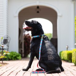 Up Country Flag Day Dog Leash, 5-ft long, 5/8-in wide slide 2 of 3