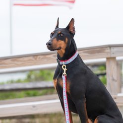 Up Country Party In The USA Adjustable Dog Collar, X-Large: 24-in neck, 1-in wide slide 2 of 5