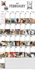 2027 Cat-A-Day Wall Calendar slide 2 of 6
