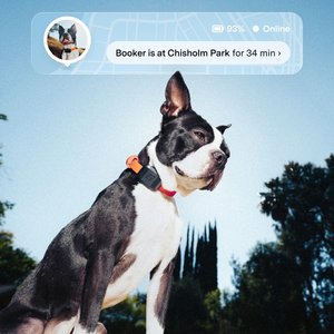 Fi Mini GPS Smart Dog Collar, Black