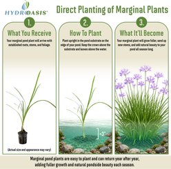 HydrOasis Society Garlic Potted Live Pond Plant, 3 count slide 2 of 7