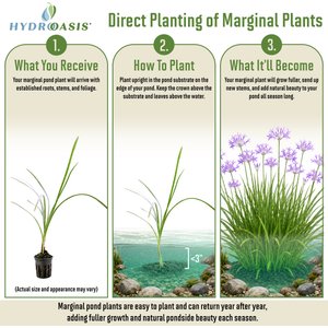HydrOasis Society Garlic Potted Live Pond Plant, 3 count