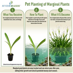 HydrOasis Spider Lily Potted Live Pond Plant, 3 count