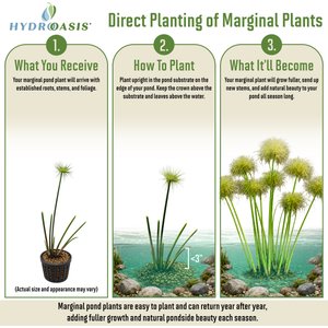 HydrOasis Dwarf Papyrus Potted Live Pond Plant, 3 count