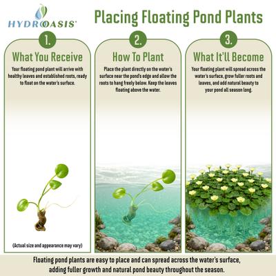 Show full view: HydrOasis Floating Live Pond Plant Bundle slide 6 of 7