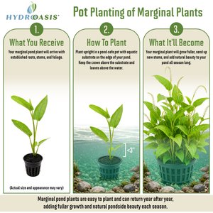 HydrOasis Lizard's Tail Potted Live Pond Plant, 3 count